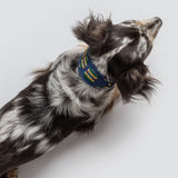 Buddy Halsband Etna Blue mit Hund