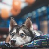 Buddys Hundeleine Etna blue