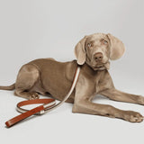 Buddy Hundeleine Baseball Grau mit Hund