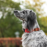 Buddys Halsband Etna Red mit Hund