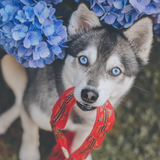 Buddys Leine Etna Red mit Hund