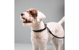 DuePuntoOtto Hundeleine shark schwarz mit Hund