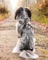 Buddys Hundegeschirr Peruvian Black mit Hund im Wald