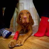 Kinesiotapes für Hunde rot