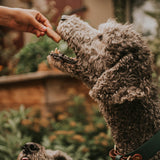 Ofrieda Kaustangen | Zahnpflege - Held vom Feld