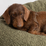 DuePuntoOtto Hundekissen Fulvio in oliv