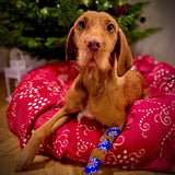 Stützpunkt Kinesiotape für Hunde | Polarstern