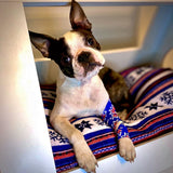 Stützpunkt Kinesiotape für Hunde | Polarstern