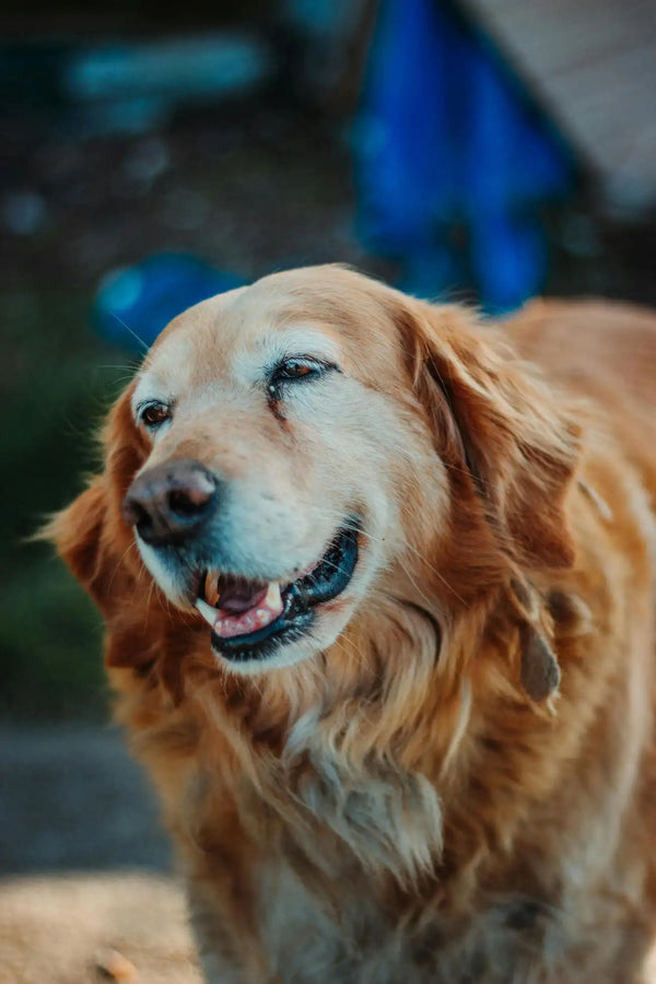 Braucht dein Hund Salz? Auch dieser Golden Retriever könnte Salz gebauchen