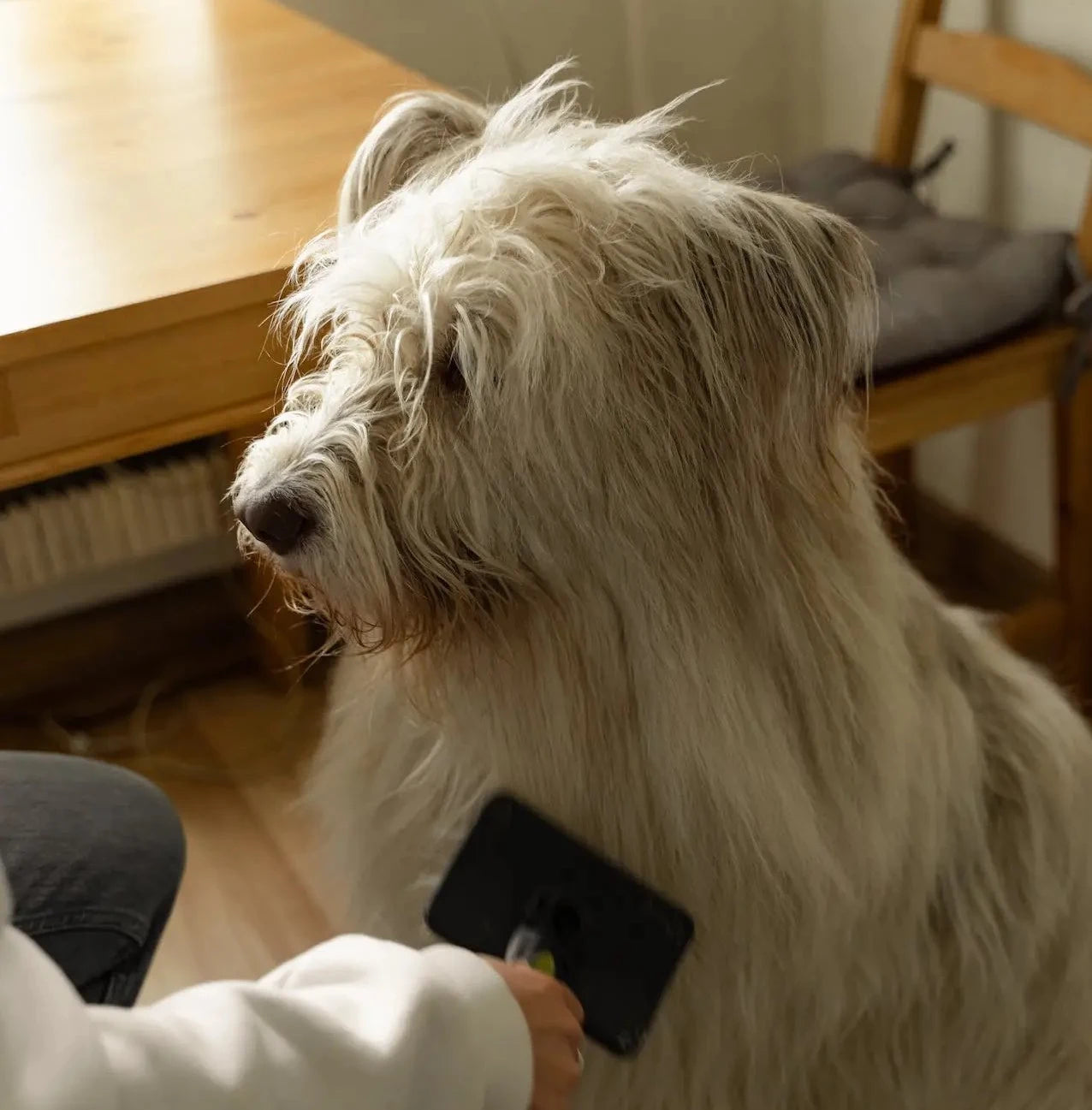 Hund haart extrem Tipps zur Fellpflege petCrew®