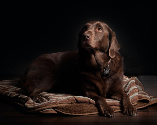 Nahrungsergänzung für Hunde