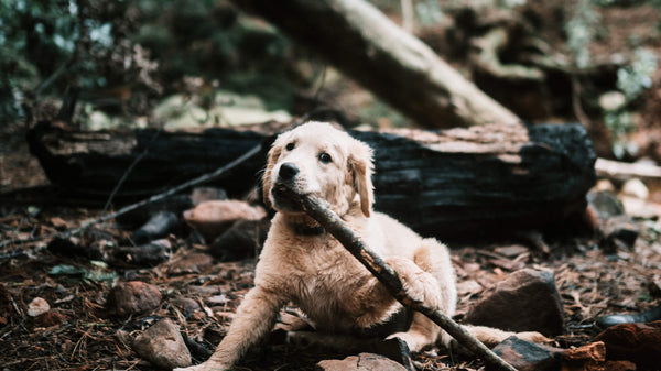 Tipps zur Zahnpflege beim Hund