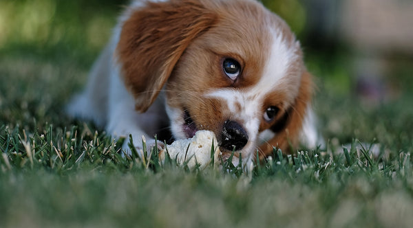 Alles rund ums Insektenfutter für Hunde