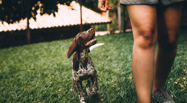 Natürliche Wurmkuren für Hunde