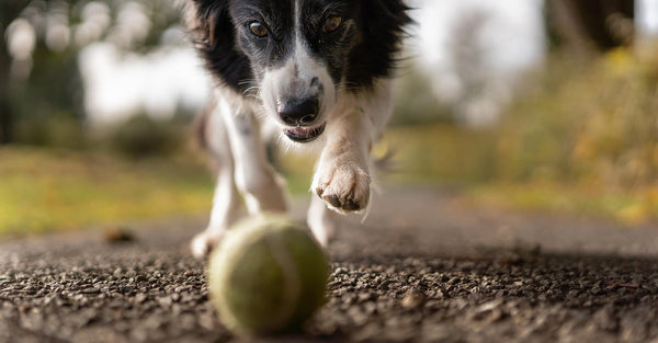 Apportieren lernen - Step by Step