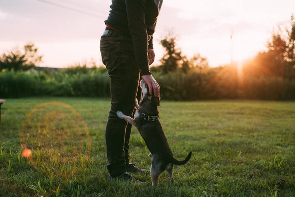 Zecken beim Hund entfernen: so gelingt es