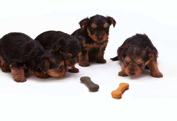 Hundeernährung - Tipps zu Futtermethoden & Co.