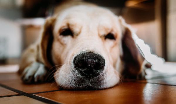 Trockene Nase beim Hund - Diese Hausmittel solltet ihr euch ansehen