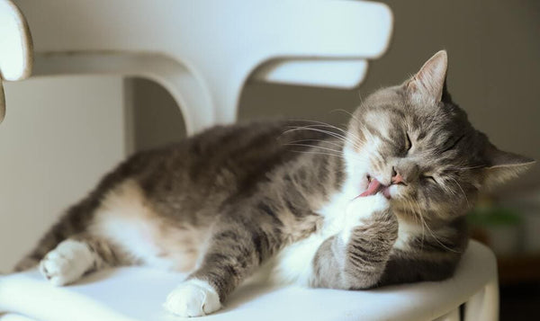 Bye Bye Geruchsbelästigung: Wie ein Katzenklo mit Deckel deine Nase glücklich macht