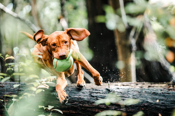 3 gelenkschonende Hundesportarten