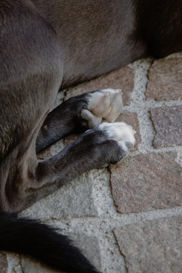 Dein Guide zur Linderung von rissigen Pfoten beim Hund - Der ultimative Ratgeber