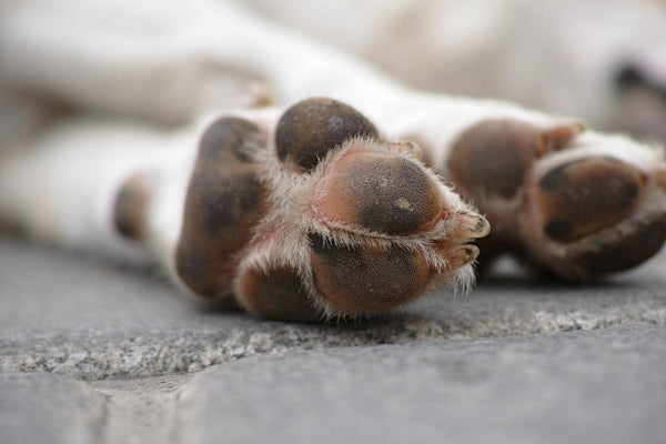 Warum leckt sich dein Hund ständig die Pfoten? Entdecke die Ursachen, Symptome und Folgen!