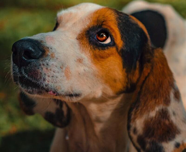 Arthose beim Hund - was hilft deinem 4-Beiner wirklich.