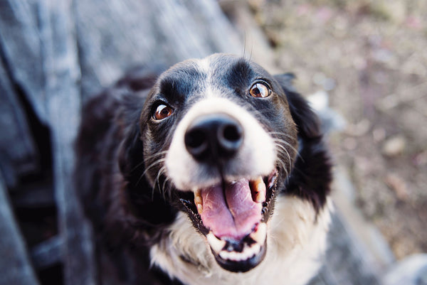 Was tun gegen Hundegeruch - das PetCrew®-Hundemagazin