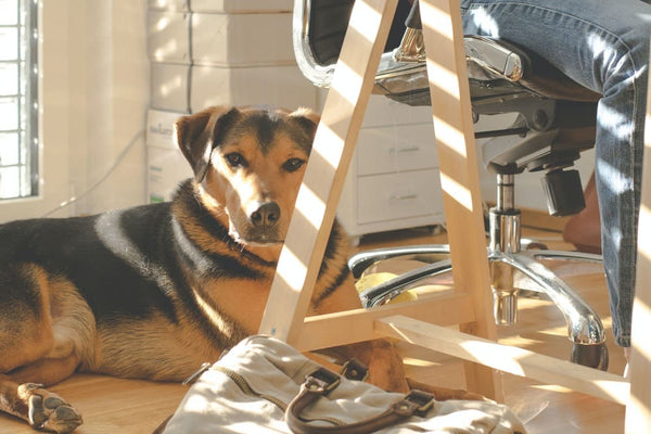 'N Hund im Büro? Gar kein Ding - mit etwas Planung!