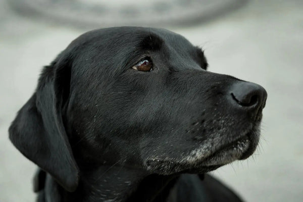 Hund kratzt sich ständig am Ohr