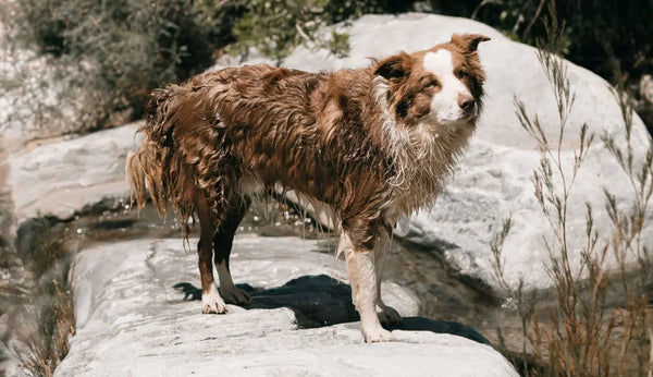 Wasserrute beim Hund - jetzt mehr erfahren im PetCrew Hundemagazin