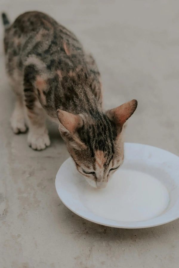 Dürfen Katzen Milch trinken?