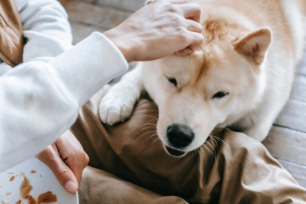 Durchfall beim Hund - das kannst du tun