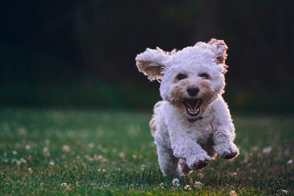 Waschbare Hundekissen