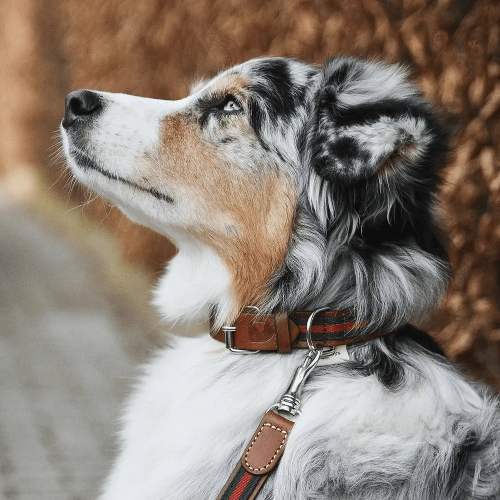 Buddys Hundehalsband | Baseball Green