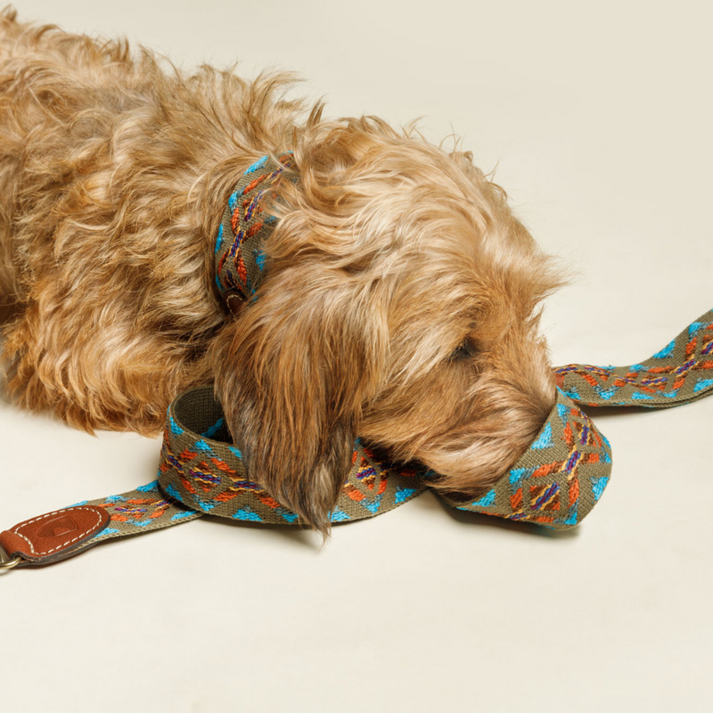 Buddys Halsband Etna Green mit Hund
