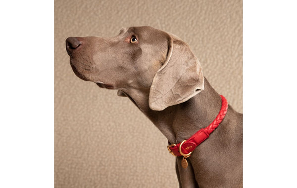 DuePuntoOtto Ferdinando Hundehalsband rot mit Hund