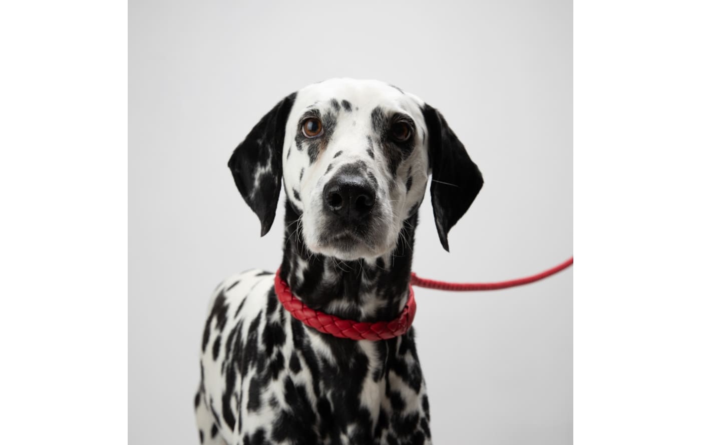 Hundehalsband Rugrats Design – Mit Sicherheitsgurtschnalle, 38-66 Cm, 2,5 Cm Breit