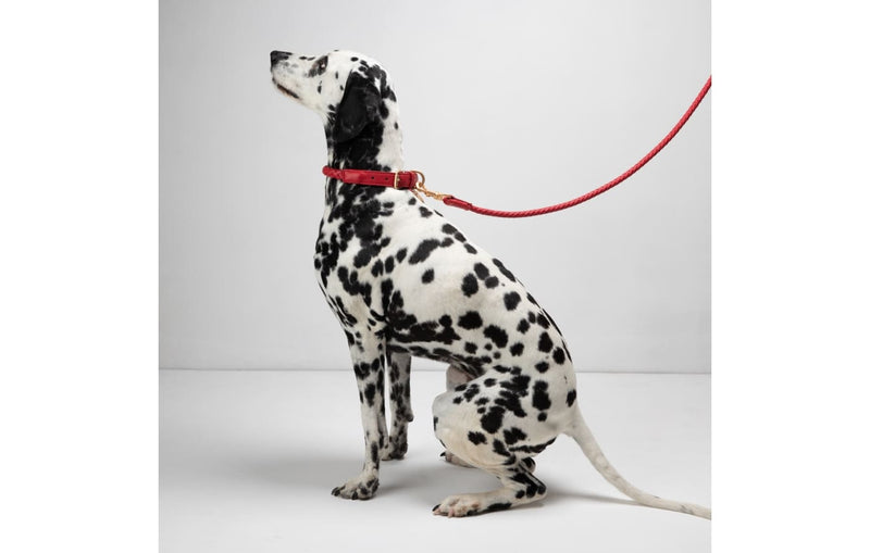 DuePuntoOtto Ferdinando Hundehalsband rot mit Hund Dalmatiner