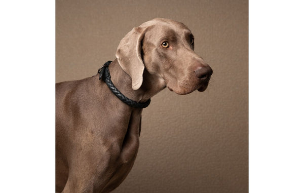 DuePuntoOtto Ferdinando Hundehalsband schwarz shark mit Hund