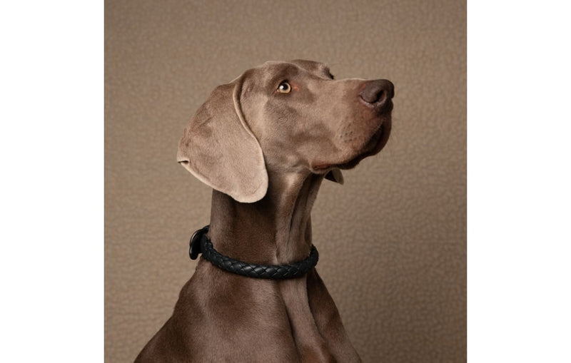 DuePuntoOtto Ferdinando Hundehalsband schwarz shark mit Hund