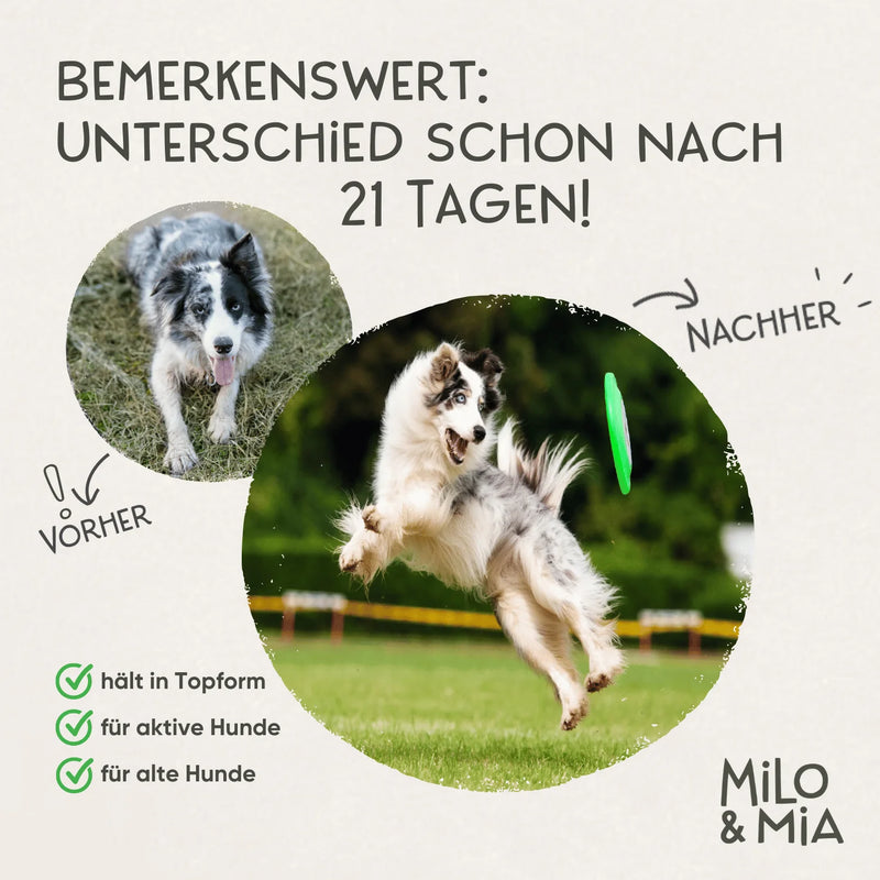 Milo & Mia Knochen & Gelenke Daily Bites Softsnack