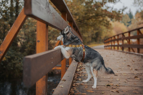 Buddys Hundegeschirr Peruvian Gold mit Hund