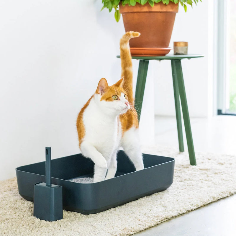 Hoopo Katzenklo Katzentoilette in grau mit Katze