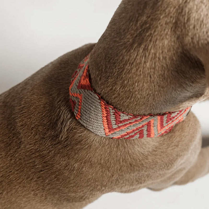 Buddy Hundehalsband Peruvian Pikes