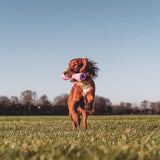 Beco Kauknochen für Hunde | Pink