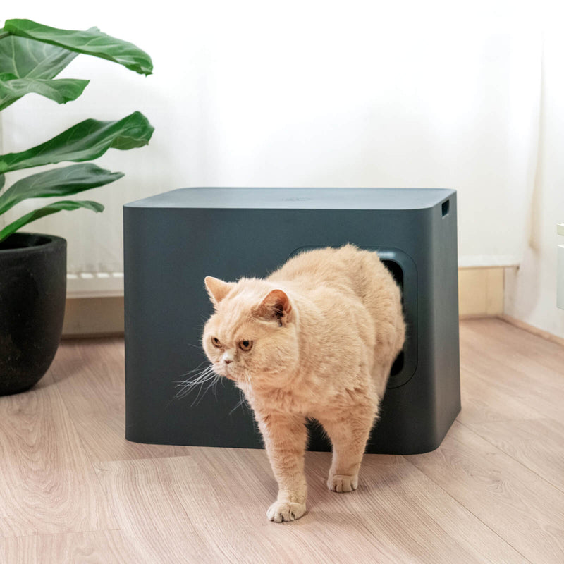 Hoopo Dome nachhaltiges Designer Katzenklo Grau