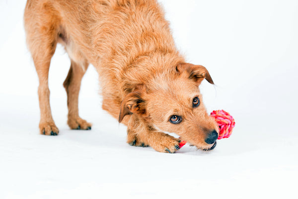 Hund spielt mit einem Tau-Schleuderball von Laboni von PetCrew®