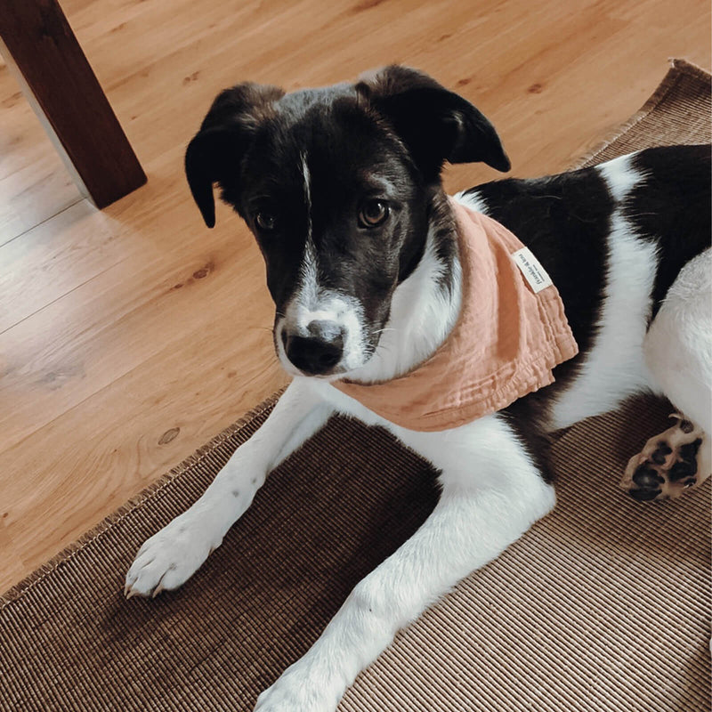 Halstuch für Hunde mit Druckknopf | Clay