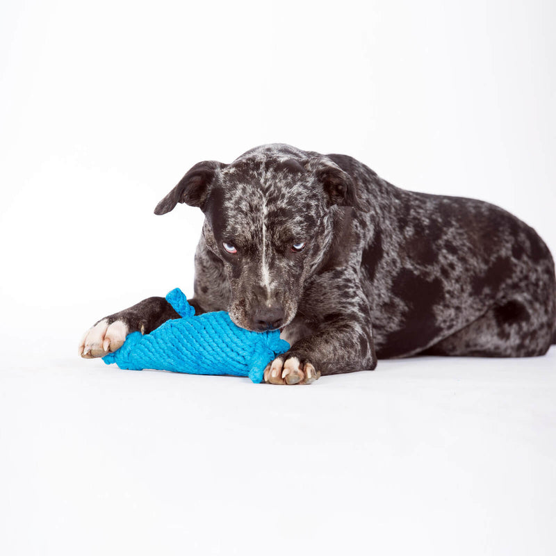 Laboni Spielzeug für Hunde | Kurt Känguru